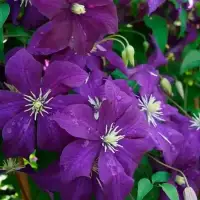 CLEMATIS viticella - Clématite 'Aotearoa' - Photo 1