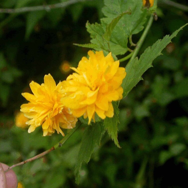 KERRIA JAPONICA 'PLENIFLORA' / Corête du Japon à fleurs doubles - Photo 1