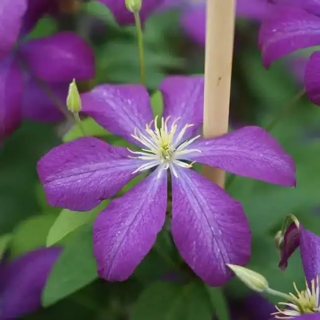 Clématite 'Voluceau' - clematis