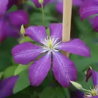 Clématite 'Voluceau' - clematis - Photo 3