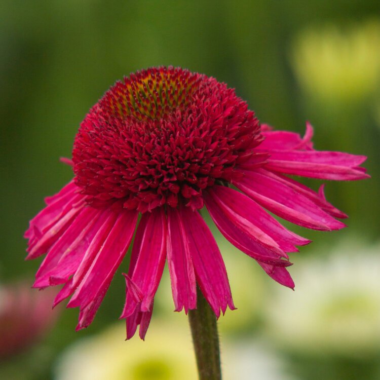 ECHINACEA 'DELICIOUS CANDY' / Échinacée pourpre rose - Photo 1