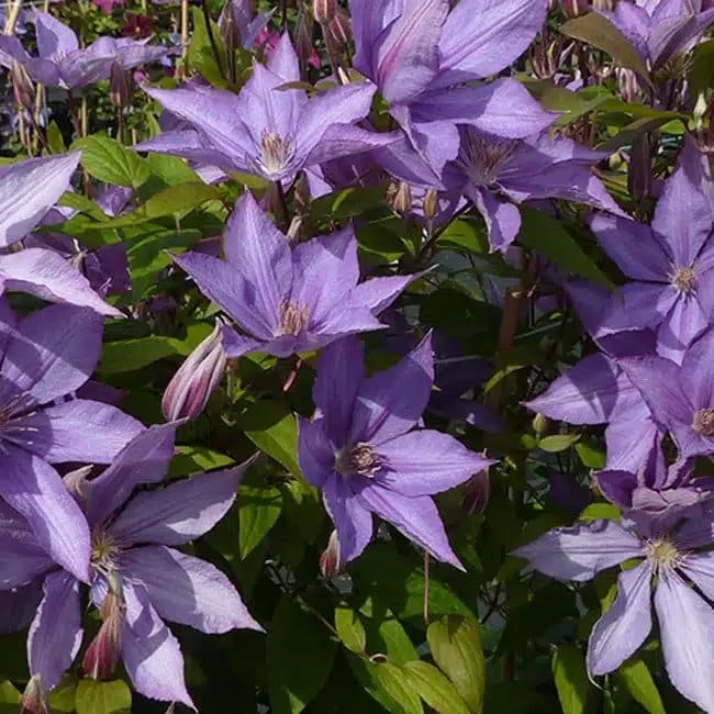 CLEMATIS 'Bagatelle' - Clématite 'Bagatelle' - Photo 1