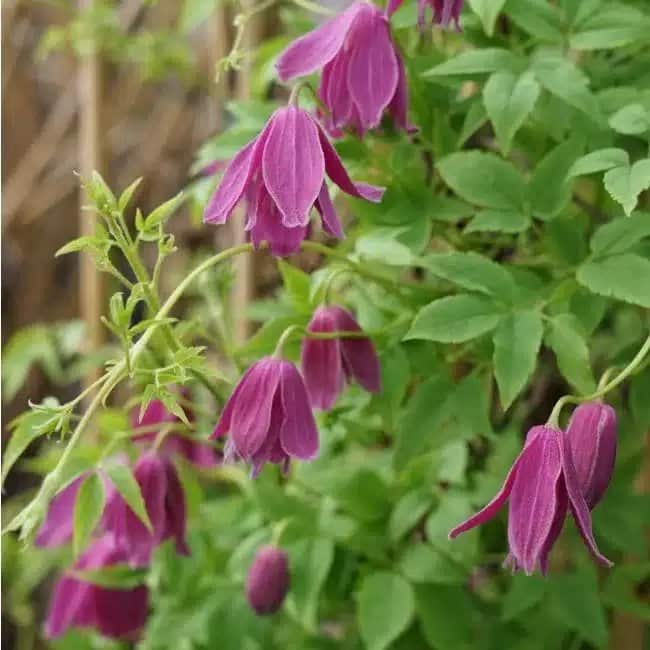 CLEMATIS alpina 'Constance' - Clématite 'Constance' - Photo 3