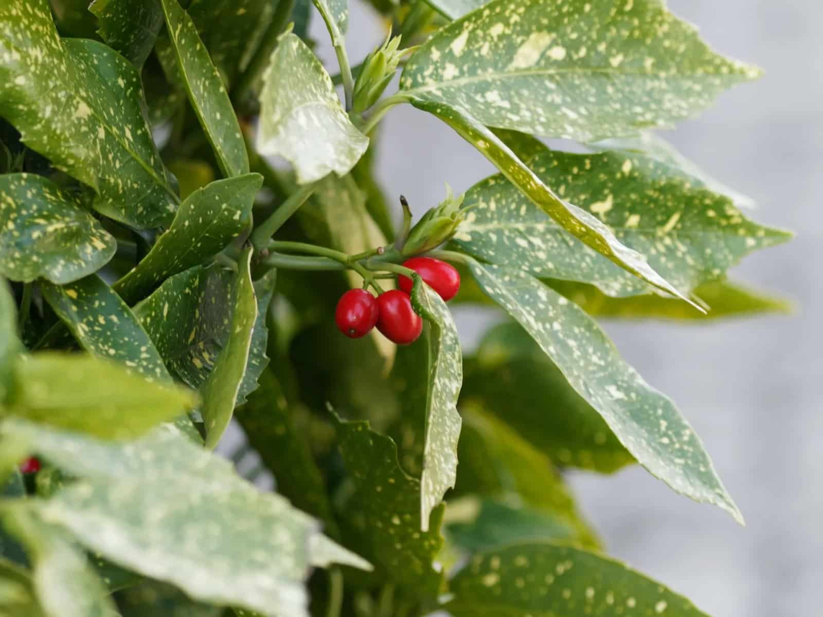 AUCUBA japonica ‘Crotonifolia’ / Aucuba du Japon - Photo 3