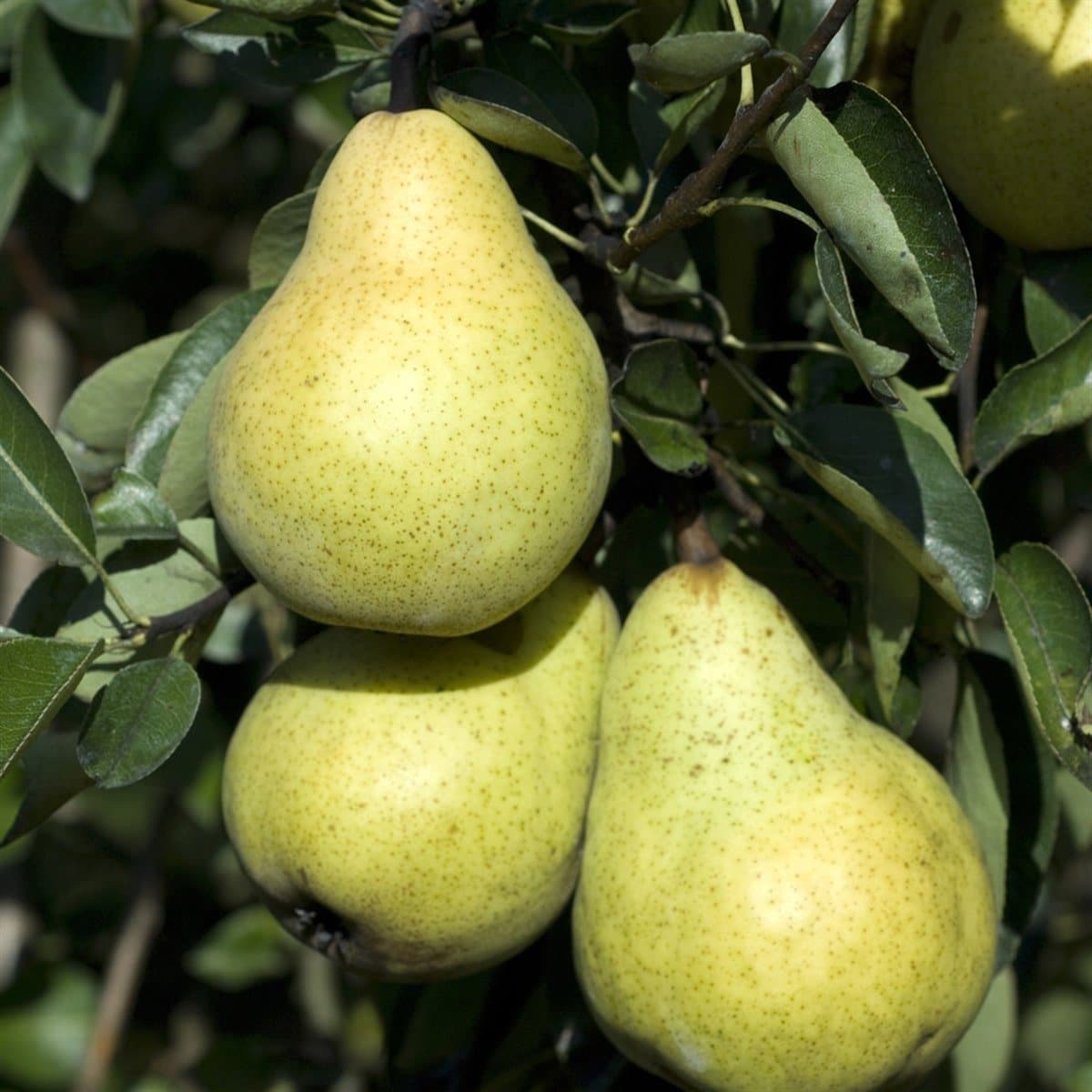 Pyrus domestica 'William Jaune' / Poirier William Jaune - Photo 1