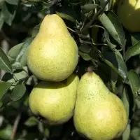 Pyrus domestica 'William Jaune' / Poirier William Jaune - Photo 1