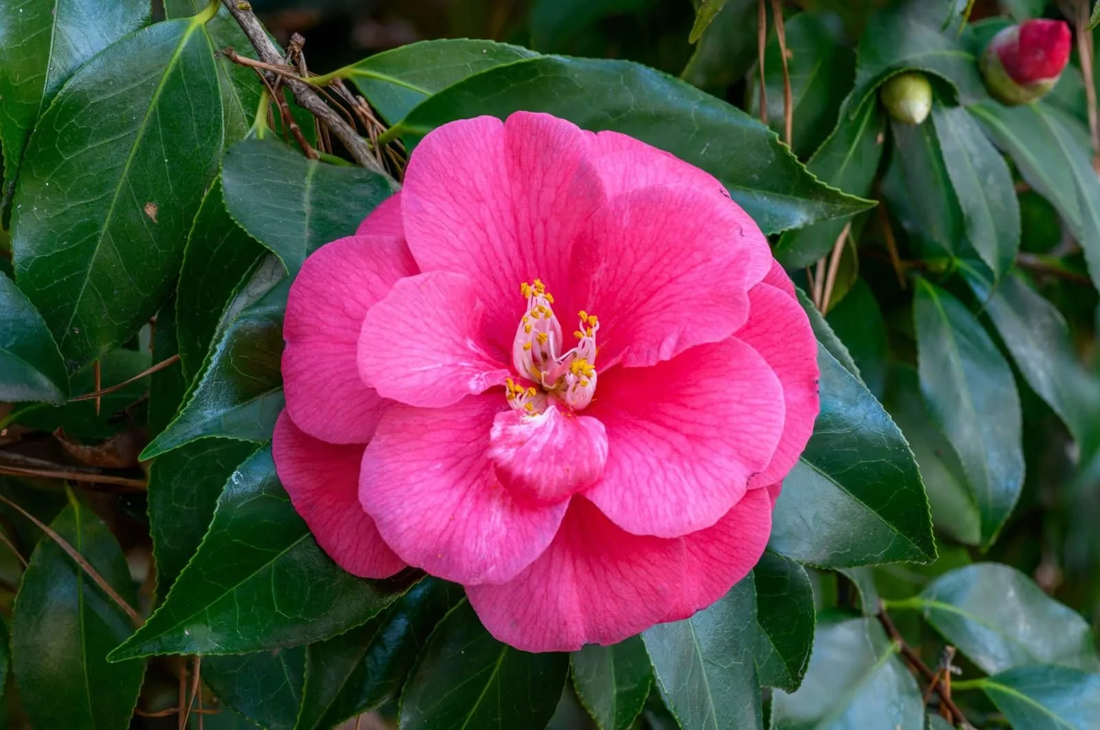 CAMELLIA japonica 'Pink' / Camelia rose