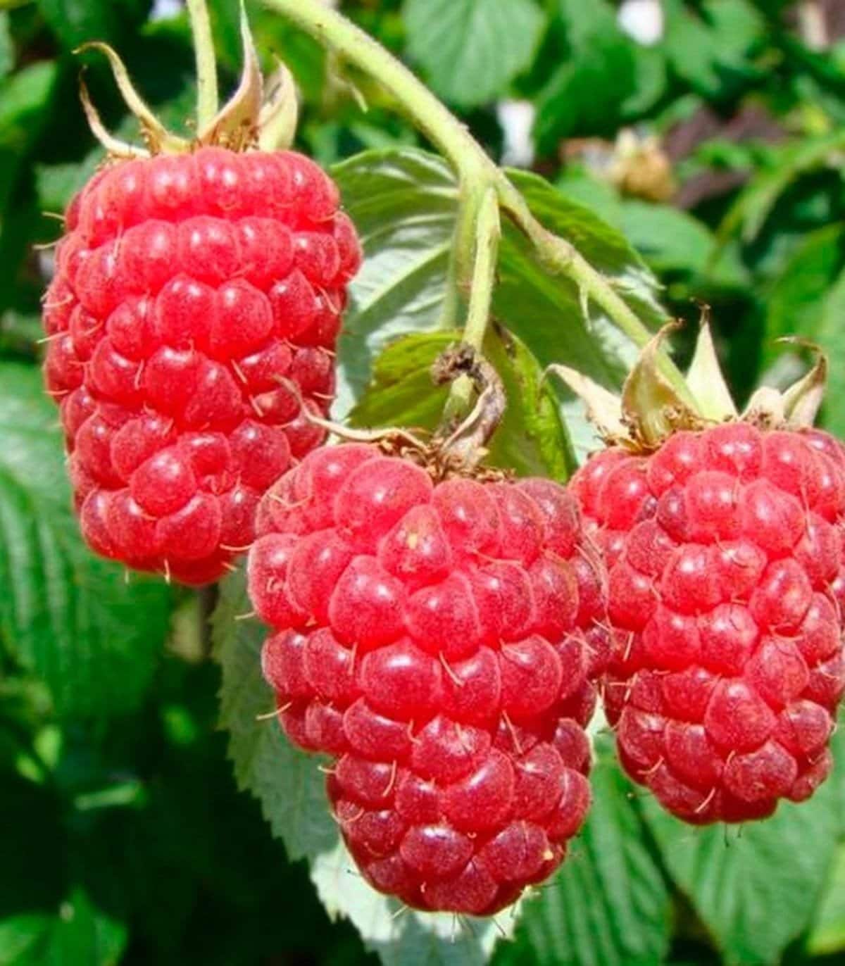Framboisier Autumn Bliss - Rubus idaeus 'Autumn Bliss' - Photo 1