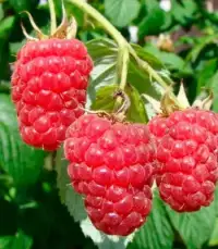 Framboisier Autumn Bliss - Rubus idaeus 'Autumn Bliss' - Photo 1