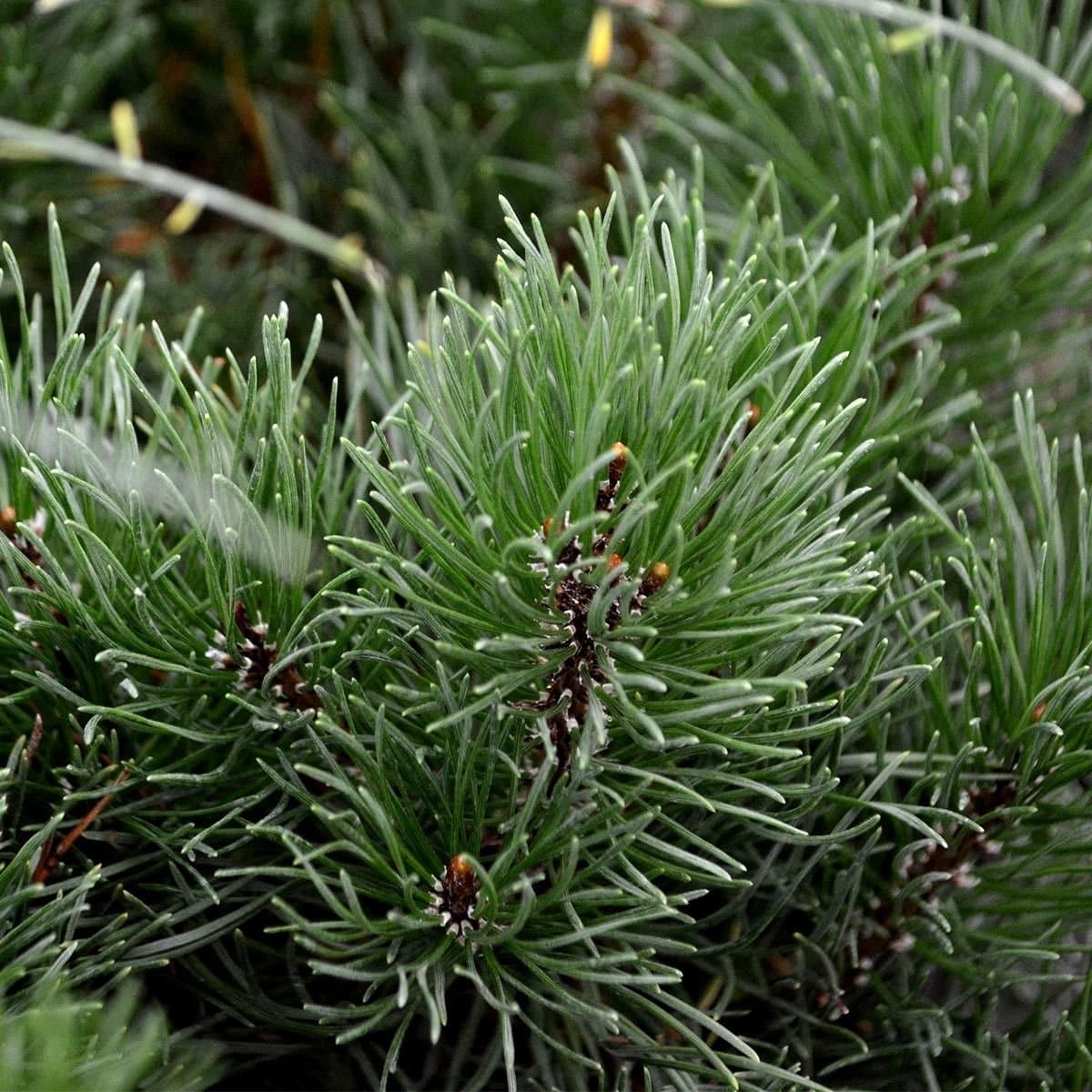 PINUS mugo 'Mughus' / Pin de montagne 'Mughus' - Photo 2