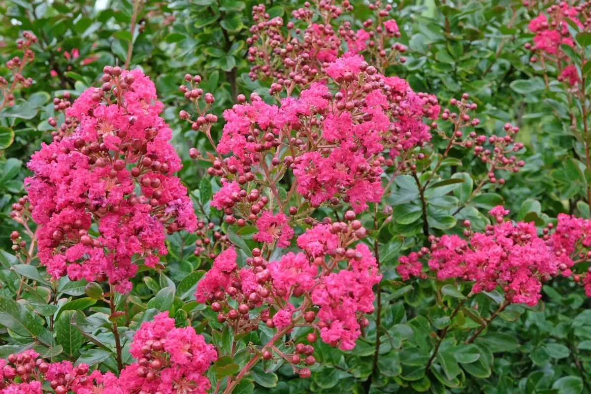 LAGERSTROEMIA indica 'Rose' / Lilas des Indes 'Rose' - Photo 1