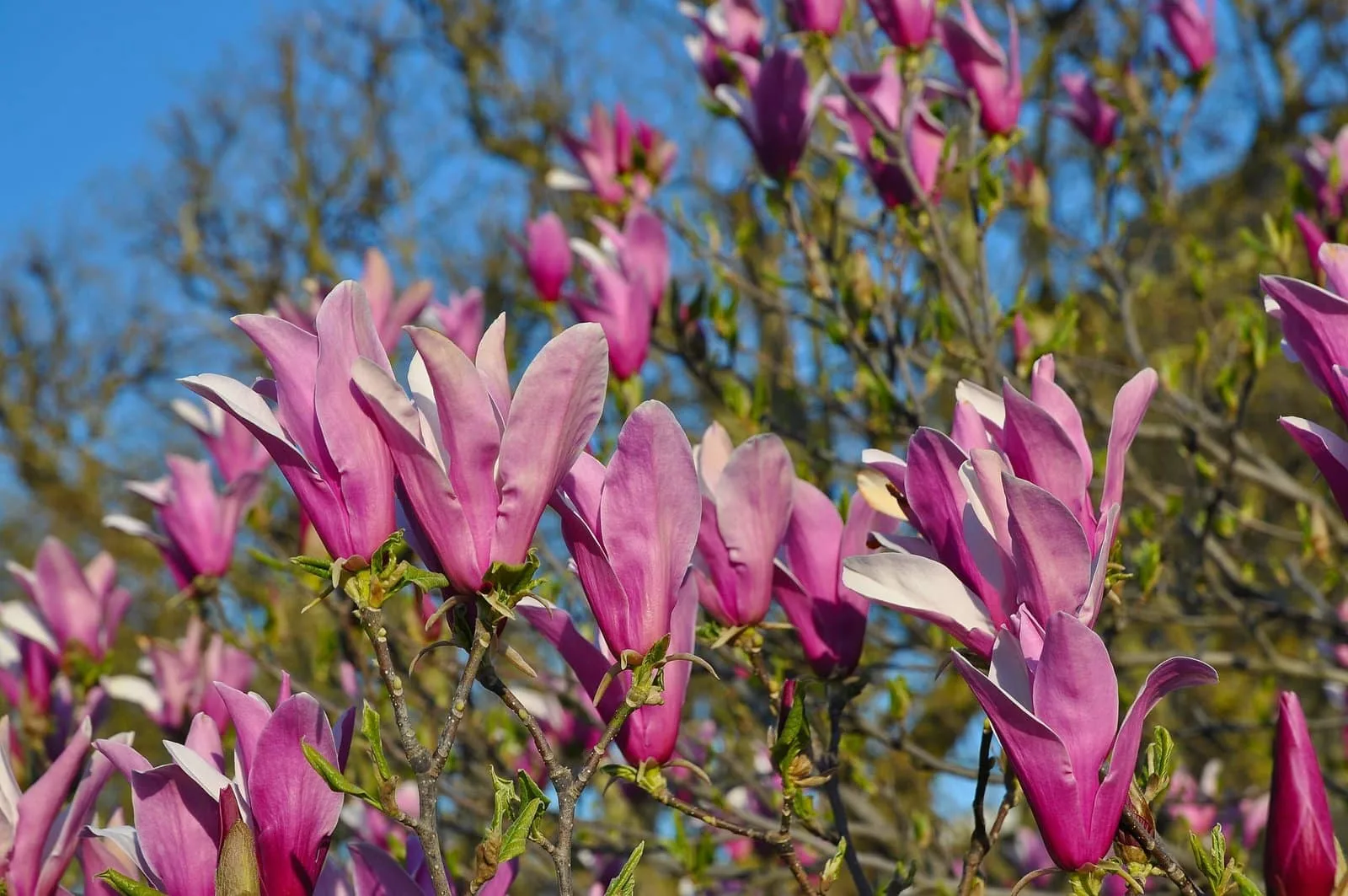 MAGNOLIA liliiflora ‘Nigra’ / Magnolia à fleurs de lis 'Nigra'