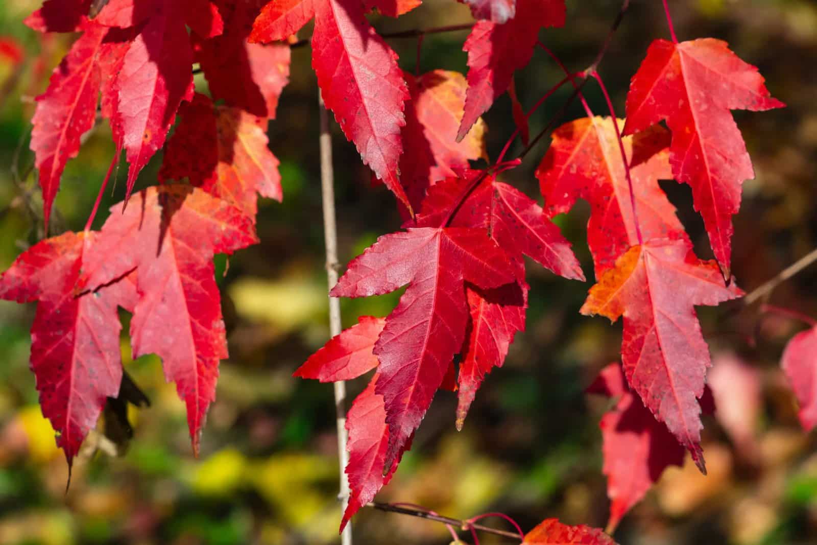 ACER tataricum ‘Ginnala' / Érable du fleuve Amour - Photo 3