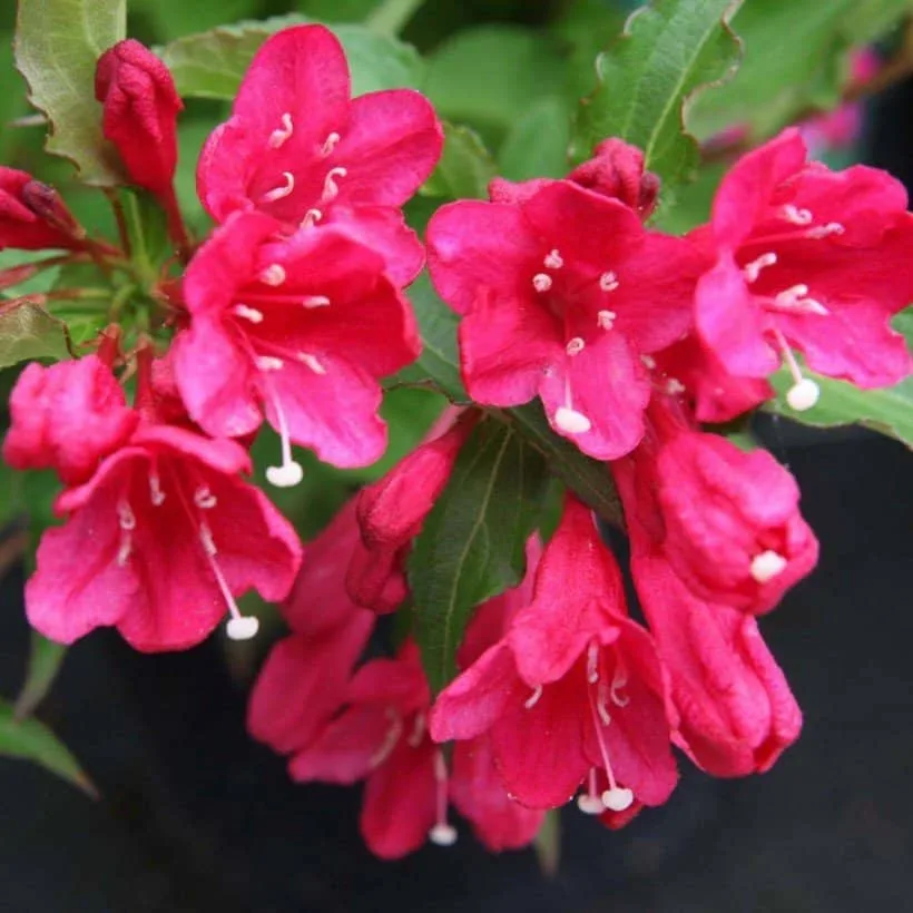 WEIGELA ‘Red Prince’ / Weigela 'Red Prince'