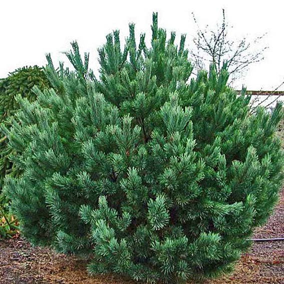 PINUS sylvestris ‘Nana’ / Pin sylvestre 'Nana' - Photo 1