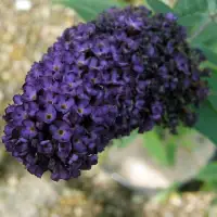 BUDDLEJA davidii ‘Black Knight’ / Arbre aux papillons 'violet' - Photo 1