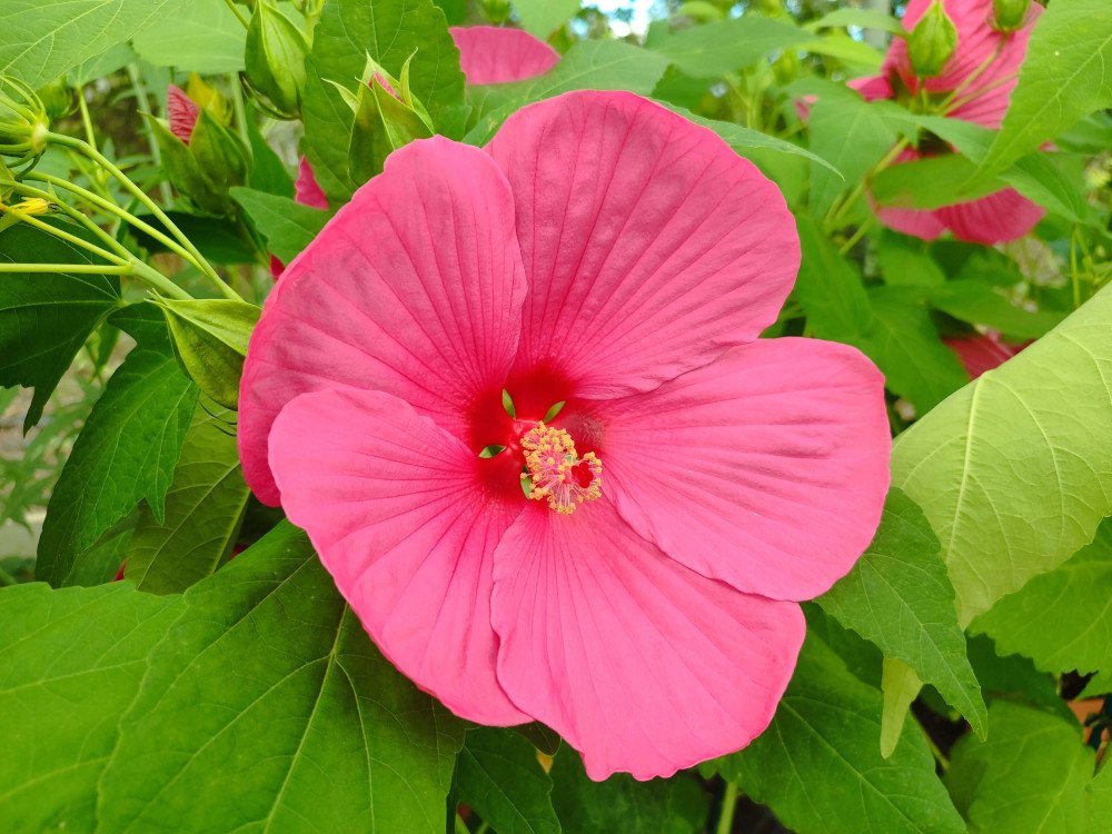 HIBISCUS MOSCH. 'ROYAL GEMS' / Hibiscus des marais - Photo 1