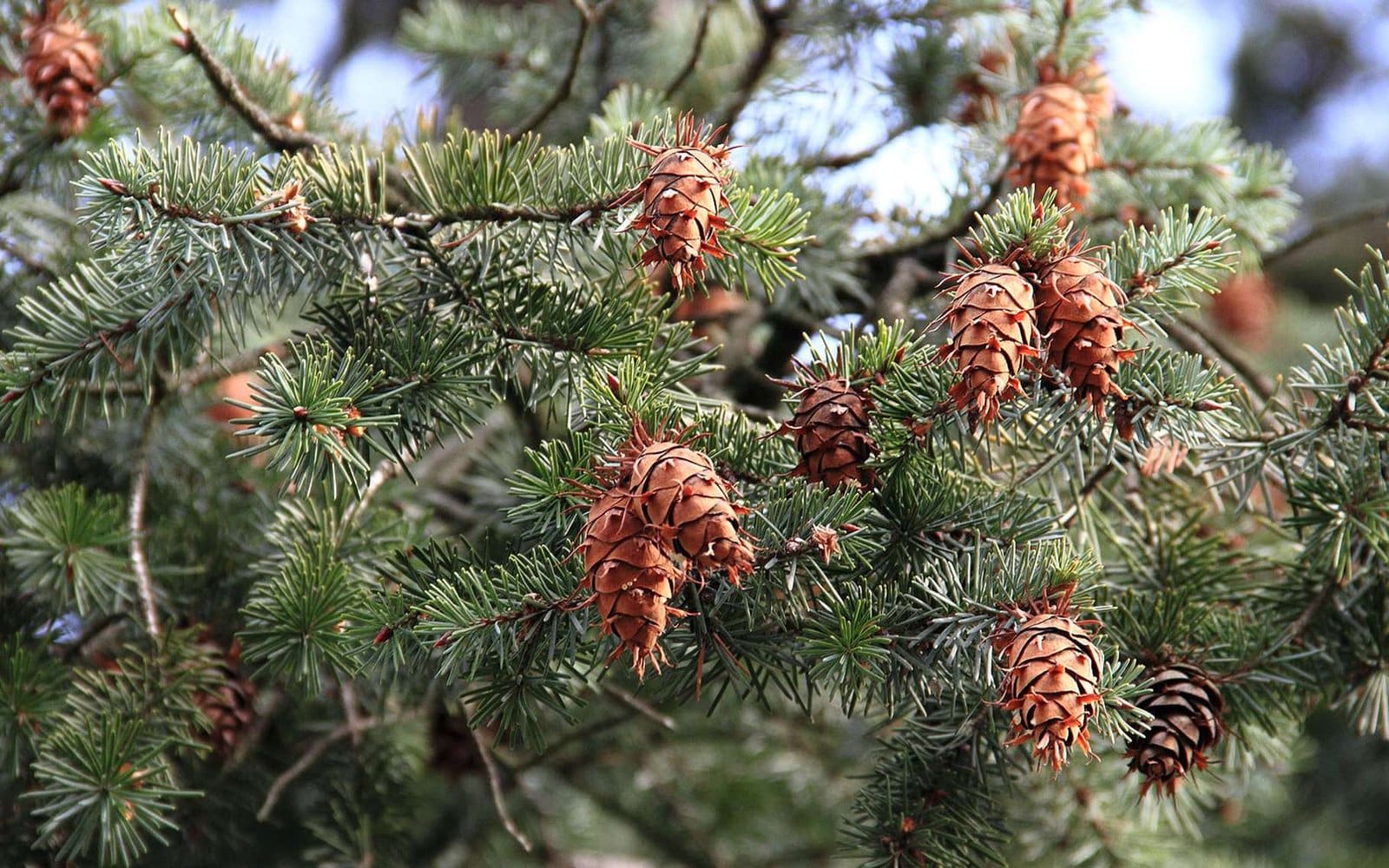 PSEUDOTSUGA menziesii / Pin d'Oregon, Sapin de Douglas - Photo 1