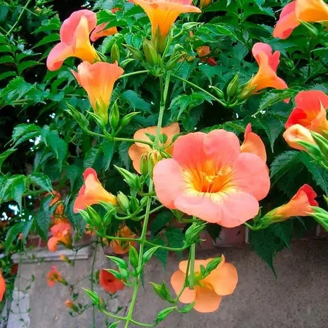 BIGNONE ‘Grandiflora’ - campsis