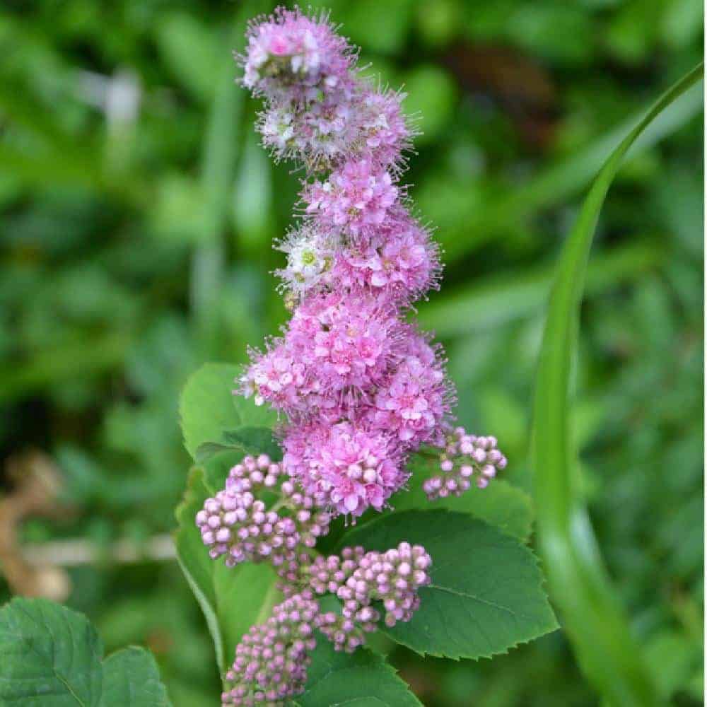 SPIRAEA x billardii / Spirée billardii - Photo 2