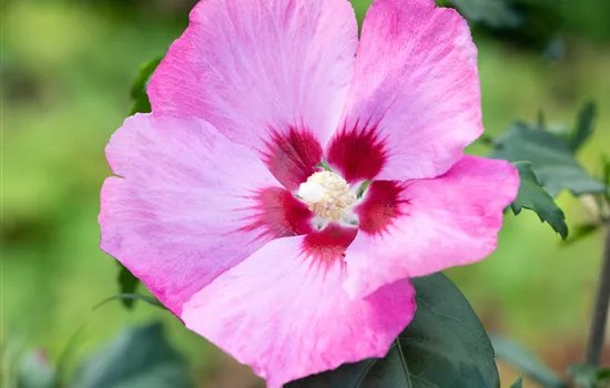 HIBISCUS MOSCH. 'ROBERT FLEMMING'® / Hibiscus des marais - Photo 1