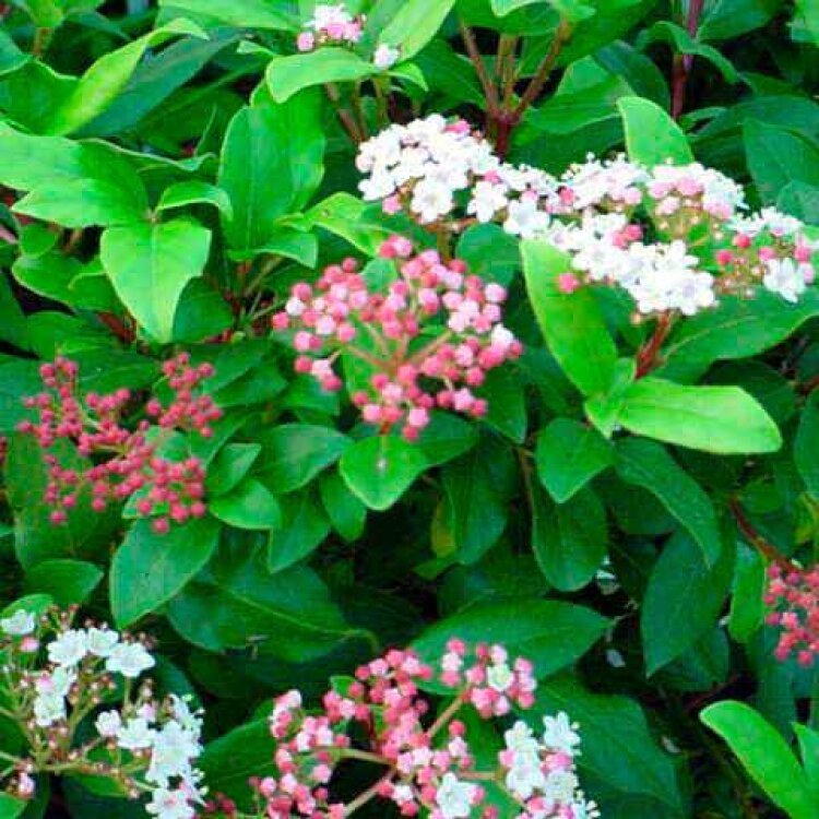 VIBURNUM TINUS 'GWENLLIAN' / Laurier-tin - Photo 1