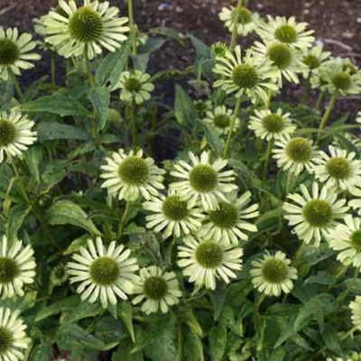 ECHINACEA PURP. 'GREEN JEWEL' / Échinacée pourpre vert pomme - Photo 2