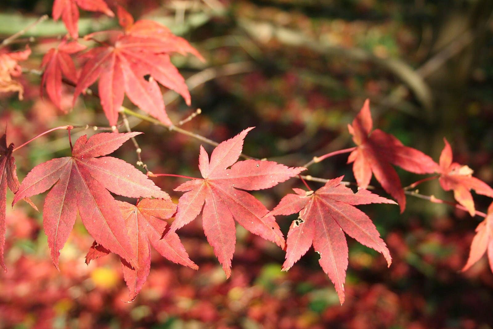 ACER palmatum ‘Atropurpureum’ / Érable du Japon pourpre - Photo 1