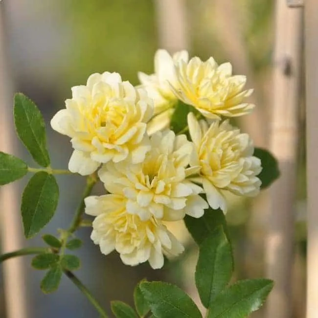 Rosier de Banks 'Lutea' - rosa banksiae