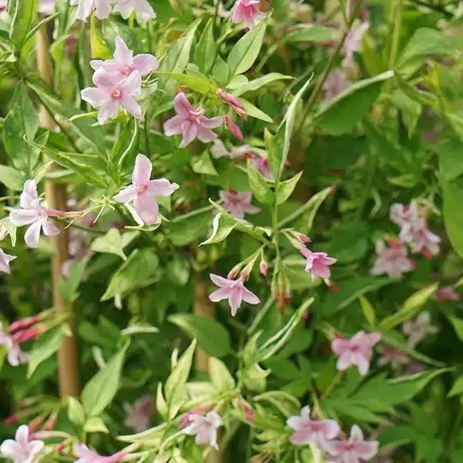 Jasmin de Saint-Étienne - jasminum stephanense