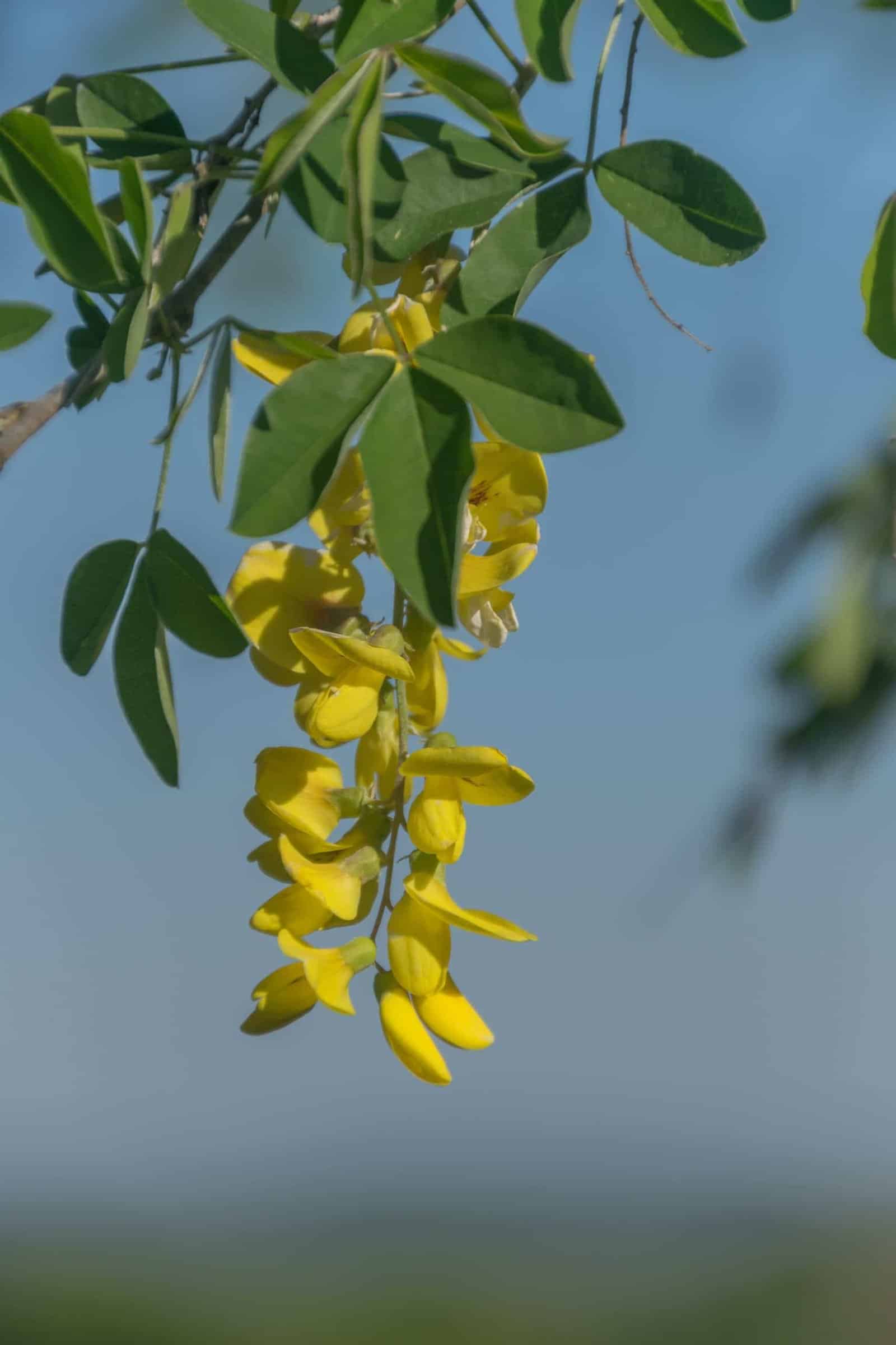 LABURNUM  anagyroïdes / Cytise commun - Photo 2