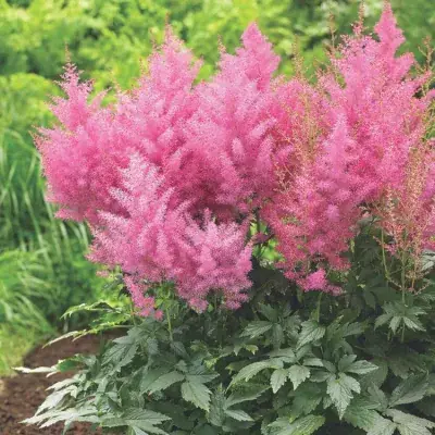 ASTILBE (A) 'ERIKA' / Fausse spirée - Photo 1