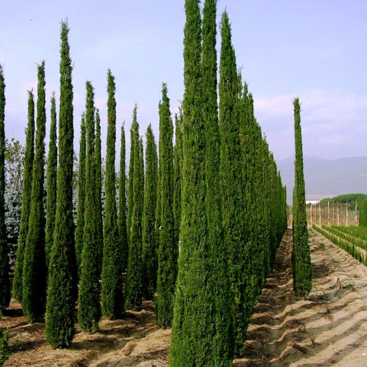 CUPRESSUS sempervirens 'Pyramidalis' / Cyprès de Provence - Photo 1