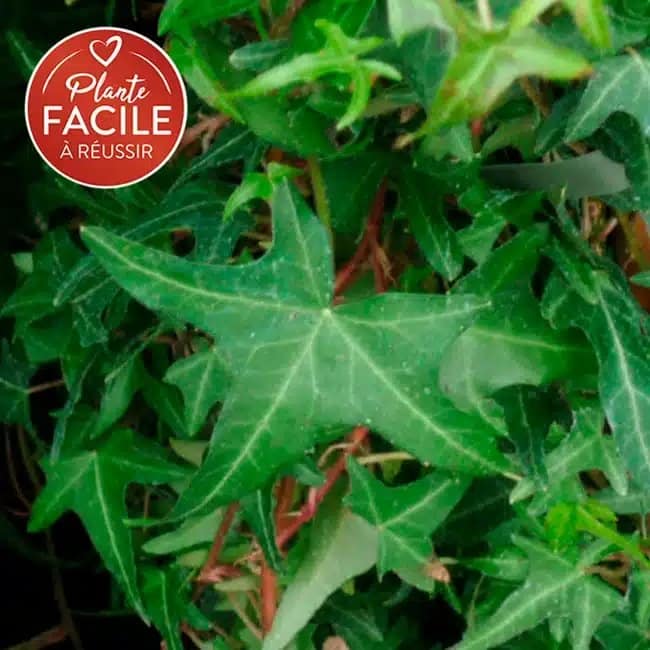 Lierre commun ‘Sagittifolia’ - hedera helix - Photo 1