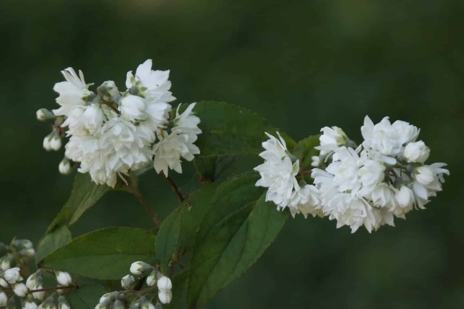 Deutzia x magnifica / Deutzia x magnifica - Photo 2