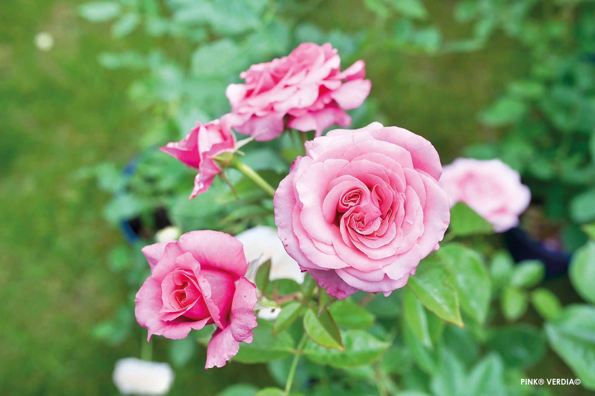 ROSIER buisson 'Pink voluptia'  - Photo 1