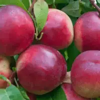 Prunus persica 'Nectared' / Pecher Nectared - Photo 1