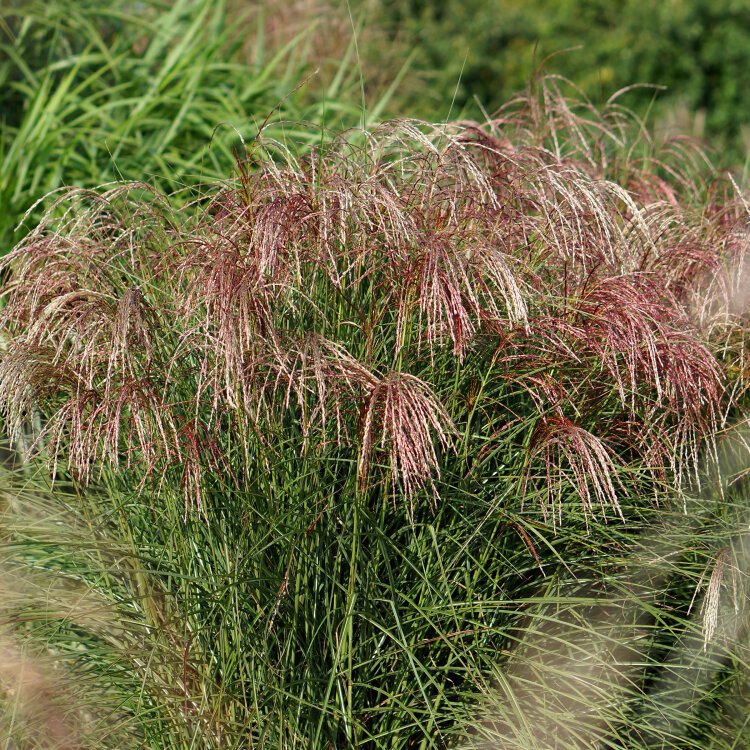MISCANTHUS SIN. 'PINK CLOUD' / Roseau de Chine - Photo 2