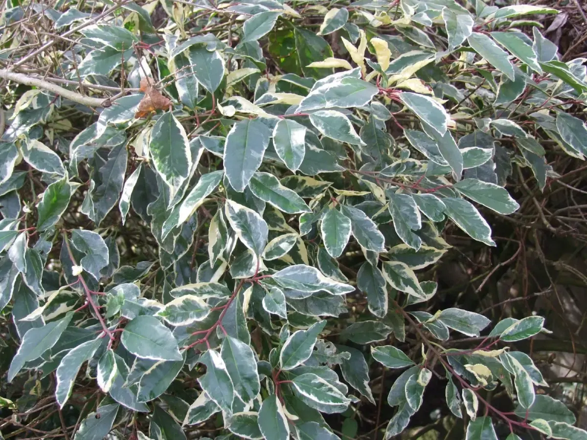 PRUNUS lusitanica ‘Variegata’ / Laurier du Portugal panaché - Photo 3