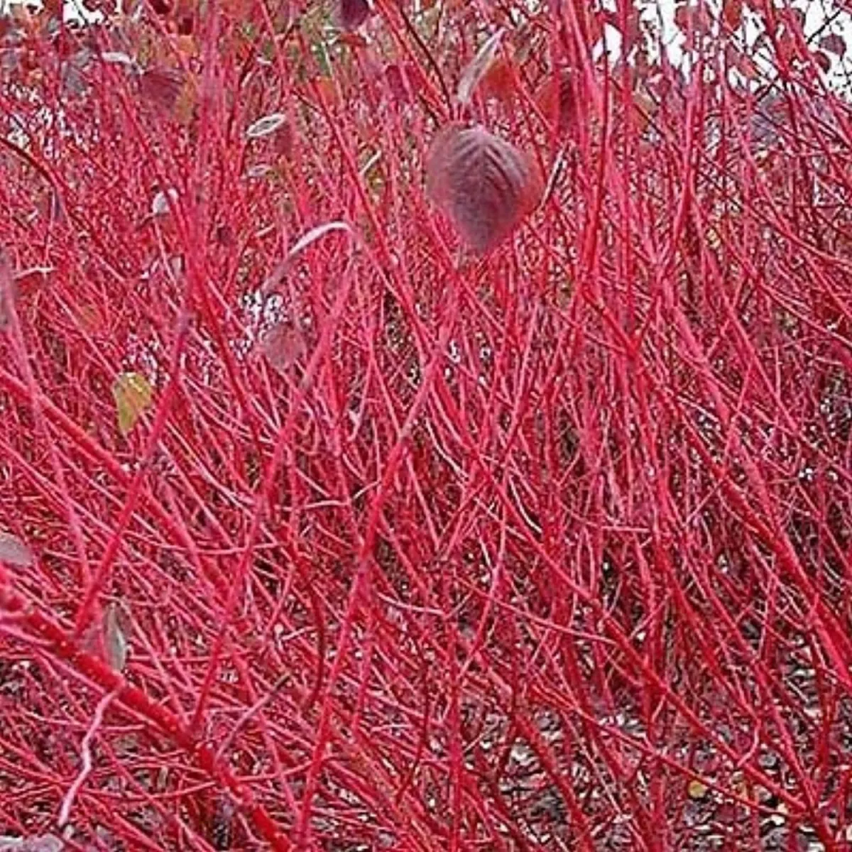 CORNUS alba ‘Sibirica’ / Cornouiller blanc 'Sibirica' - Photo 2