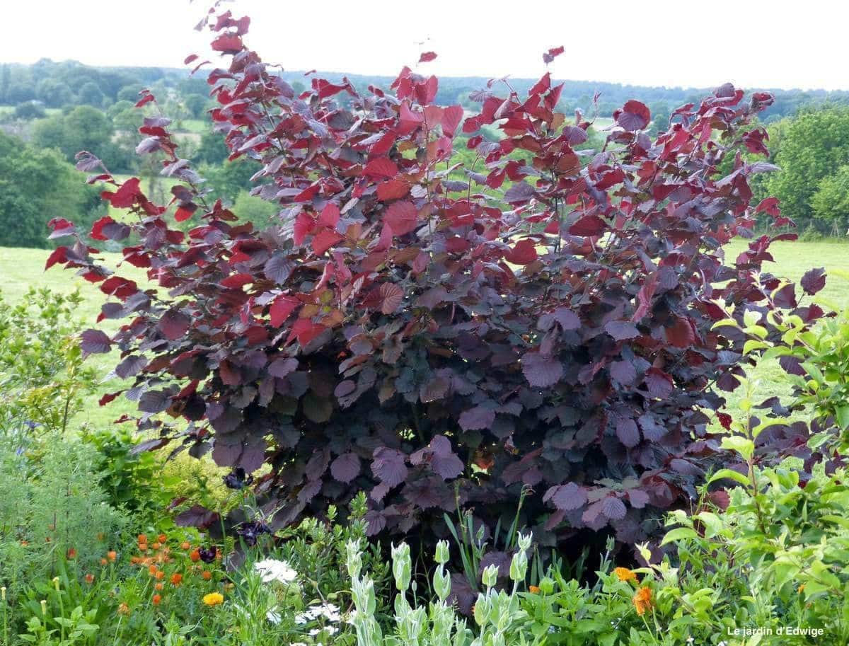 CORYLUS maxima ‘Purpurea’ / Noisetier 'Pourpre' - Photo 3