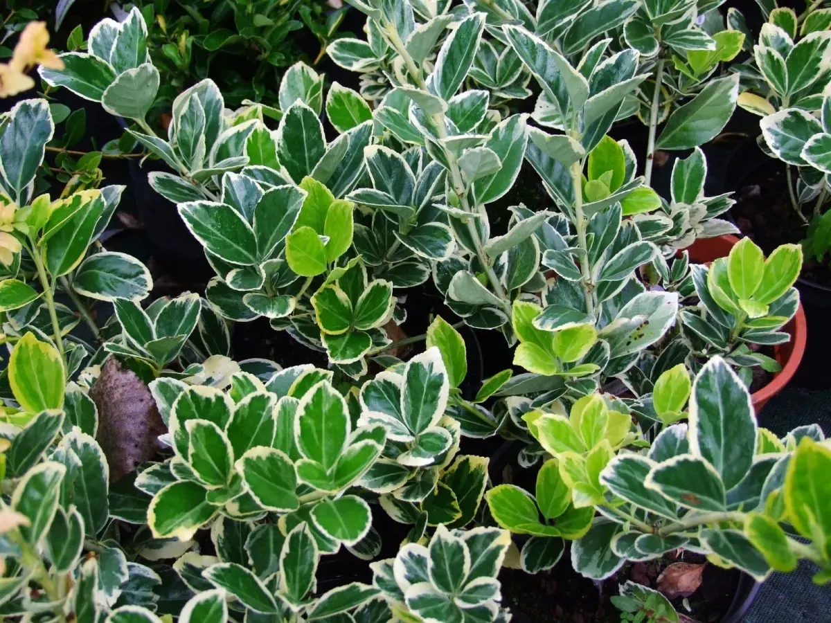 EUONYMUS japonicus ‘Président Gauthier’ / Fusain du Japon 'President Gauthier' - Photo 2