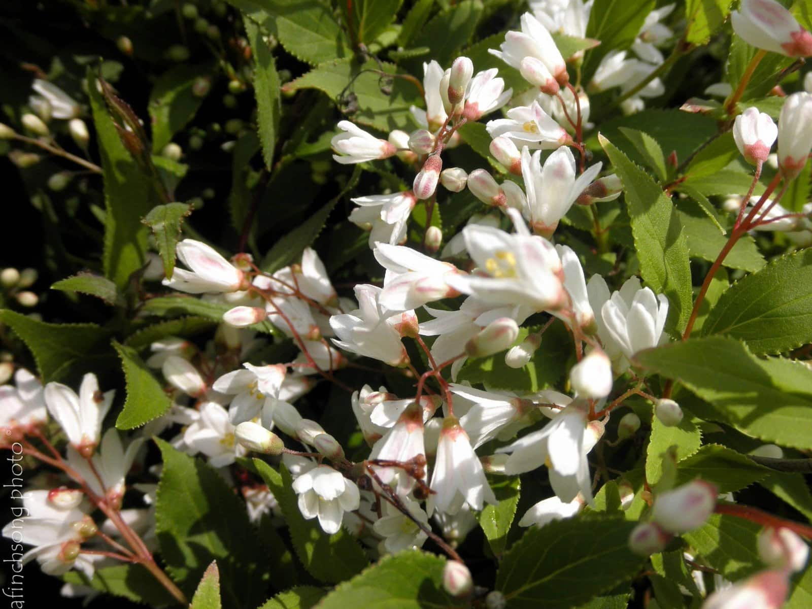 Deutzia gracilis   / Deutzia gracilis - Photo 2