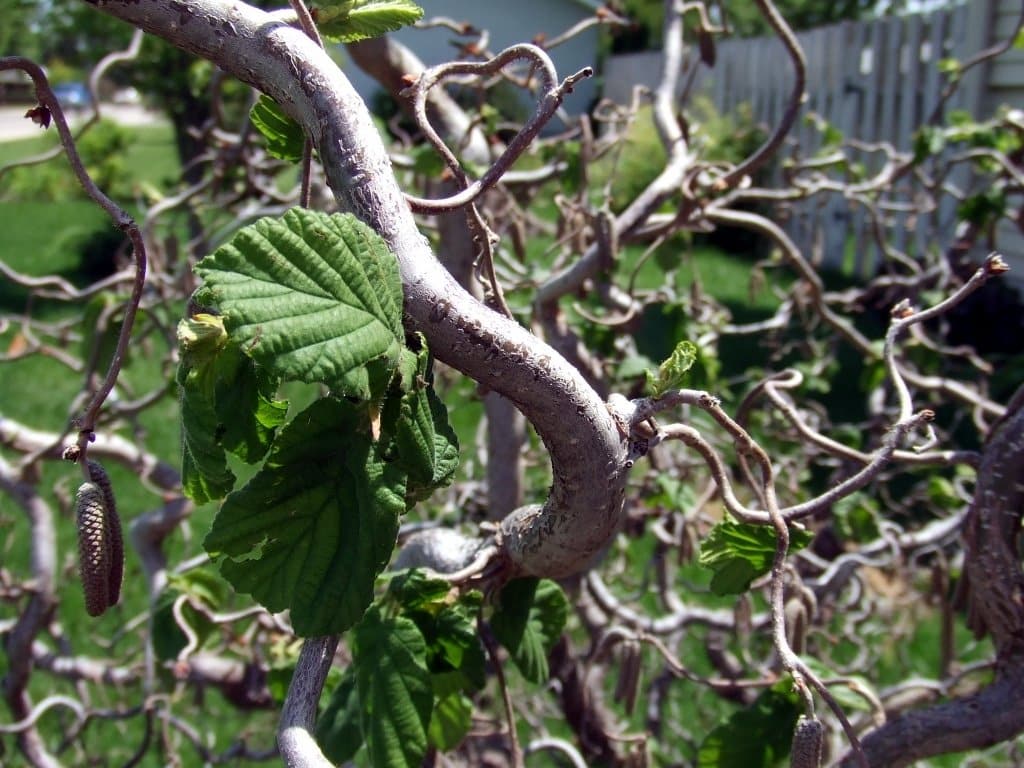 Corylus avellana 'Contorta' / Noisetier Tortueux - Photo 2