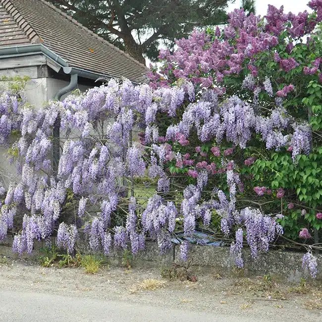 Glycine de Chine bleue - wisteria sinensis - Photo 2