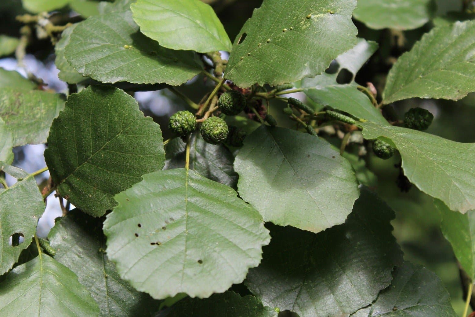 ALNUS glutinosa / Aulne glutineux - Photo 3