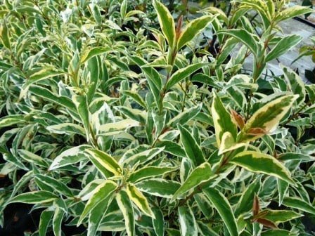 LIGUSTRUM lucidum ‘Tricolor’ / Troène du Japon panaché - Photo 3