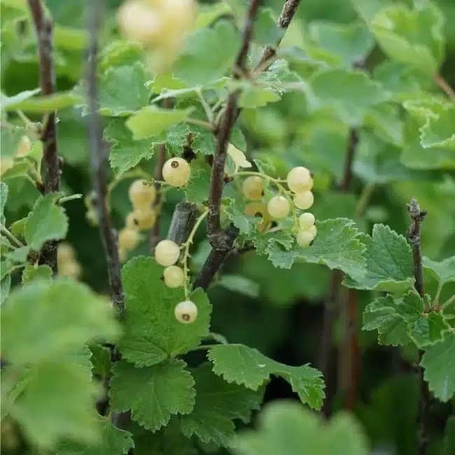 Groseillier à grappes 'Versaillaise blanche' - ribes rubrum - Photo 2