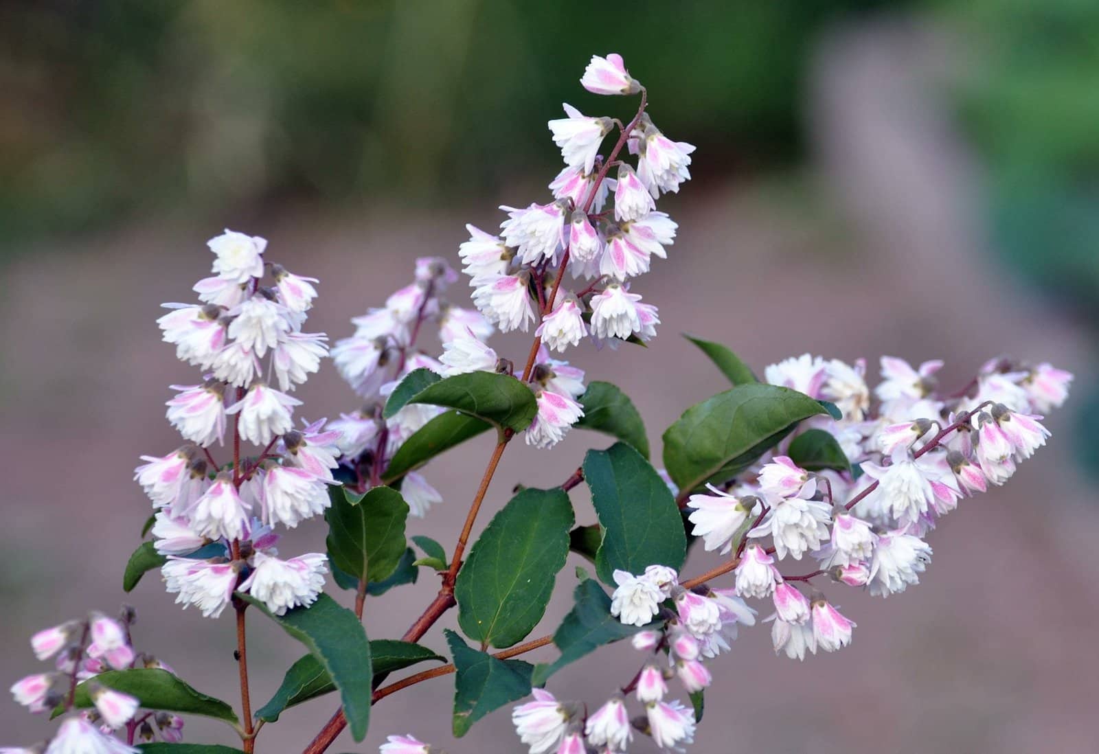 Deutzia scabra ‘Plena’ / Deutzia scabra 'Plena' - Photo 1