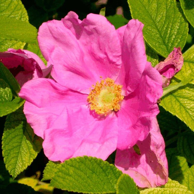 ROSA rugosa Rose / Rosier rugueux - Photo 1